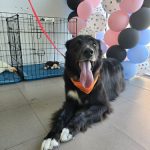 Peluquería Estilo Canino – Peluquería Canina en Puente San Miguel