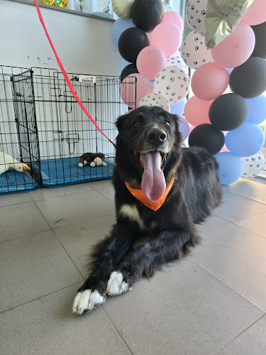 Peluquería Estilo Canino en Cantabria