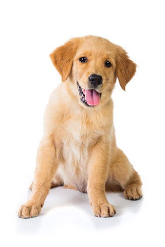 Peluquería Felina Y Canina Mix Peludos en Madrid