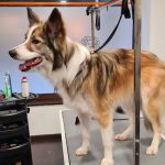 Peluquería, Guardería Y Educación Canina Pelos & Patas – Peluquería Canina en Gijón
