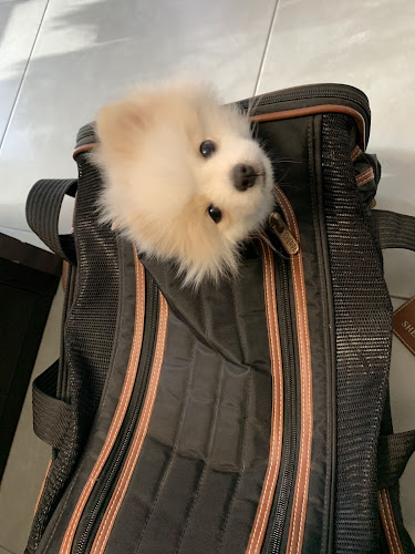 Peluquería Mascotas Snupy en Alicante