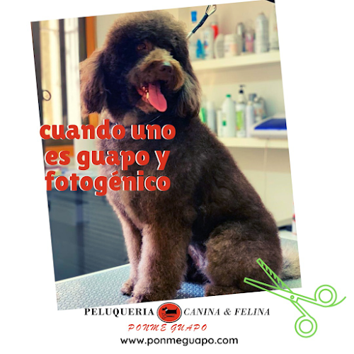 Peluqueria Ponme Guapo Canina en Navarra