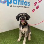 Peluquería Spatitas – Peluquería Canina en Las Palmas De Gran Canaria
