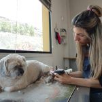 Peluquería Wellmann – Peluquería Canina en Los Realejos