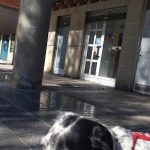 Peluquería Y Adiestramiento Canino – Peluquería Canina en Vitoria-gasteiz