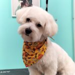 Peluvita – Peluquería Canina en Paterna