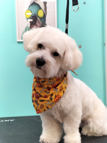 Peluvita en Valencia