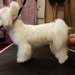 Pequelusas – Peluquería Canina en Palma