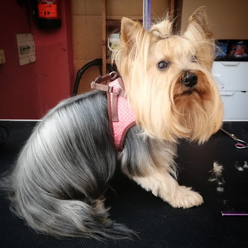 Peques Peluqueria Canina en A Coruña
