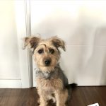 Perro Ideal – Peluquería Canina en Quer