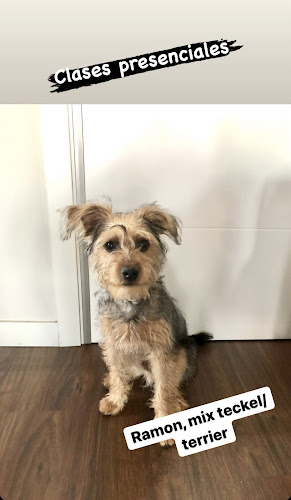 Perro Ideal en Guadalajara