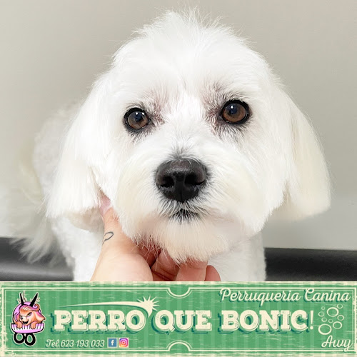 Perro Que Bonic! Perruqueria Canina Awy