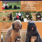 Perros Dasilva – Peluquería Canina en Elche