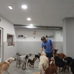 Perroteca Xixón – Peluquería Canina en Gijón