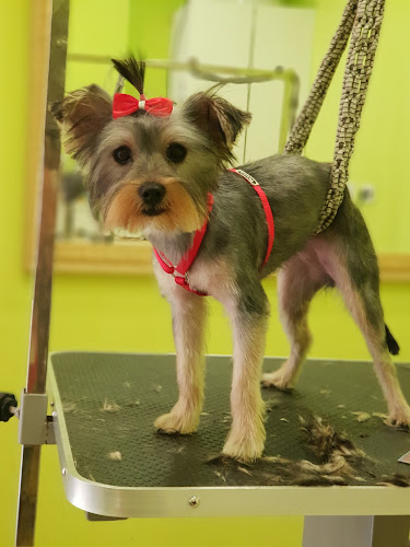 Perrucania Peluquería Canina en Lérida