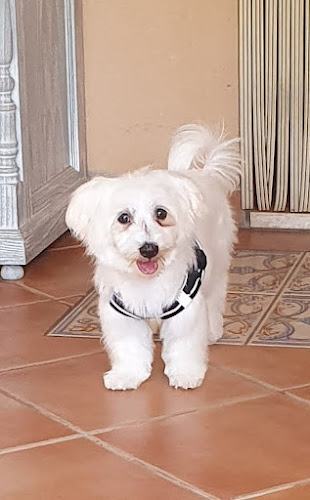 Perruqueria Canina Fanny's Cans en Balearic Islands