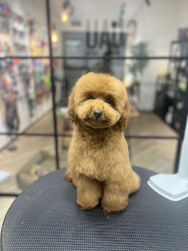 Perruquería Canina Guaauu en Pontevedra