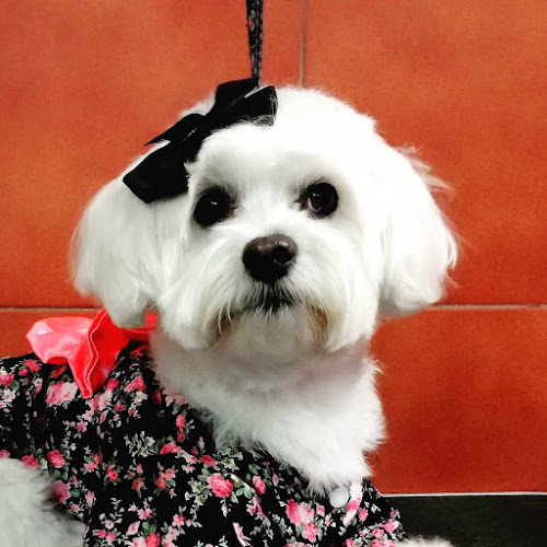 Perruqueria Canina Iru en Barcelona