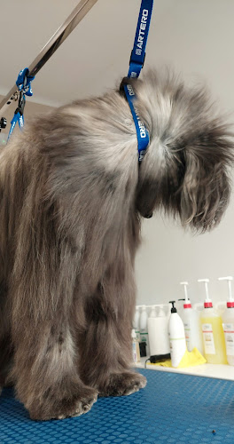 Perruqueria Canina Lemigos en Barcelona