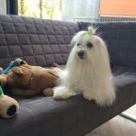 Perruqueria Canina Margos – Peluquería Canina en Sant Cugat Del Vallès