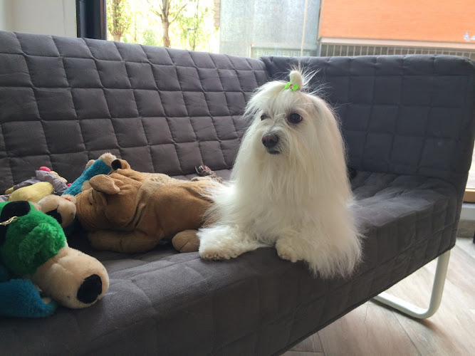 Perruqueria Canina Margos en Barcelona