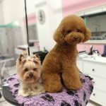 Perruqueria Canina Poodles&Co. By Vero Ayuso – Peluquería Canina en Sant Cugat Del Vallès