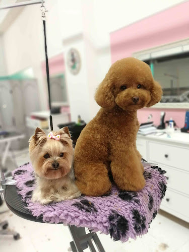 Perruqueria Canina Poodles&Co. By Vero Ayuso en Barcelona