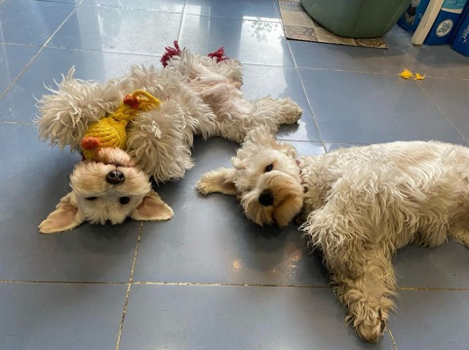 Perruquería Canina Shiba.bcn en Barcelona