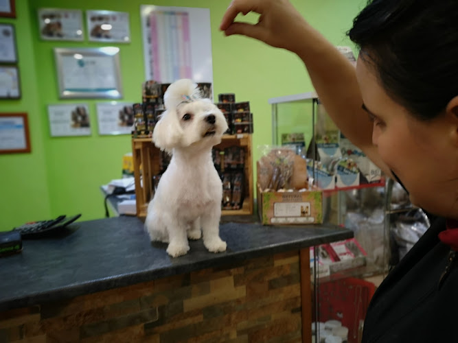 Perruqueria I Estètica Canina Isa Monzó en Valencia