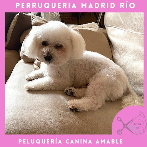Perruqueria Madrid Río Peluquería Canina Amable en Madrid