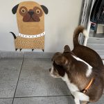 Pet Center Veterinaria – Peluquería Canina en Castellón De La Plana