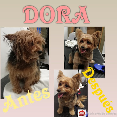 Pet Garbi en Gipuzkoa