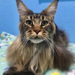 Pet Grooming & Shopping – Peluquería Canina en Oviedo