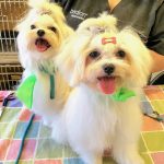 Pet House – Peluquería Canina en Santander