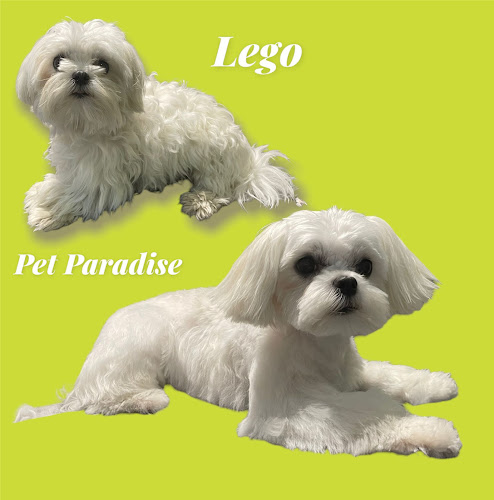Pet Paradise Peluqueria Canina en Cantabria