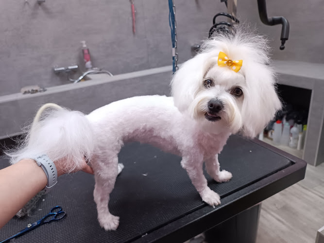 Pet-Ros Peluqueria Canina en Murcia