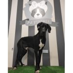 Pet Shower | Autolavado De Mascotas | Lava Tu Mismo A Tu Perro – Peluquería Canina en Oviedo
