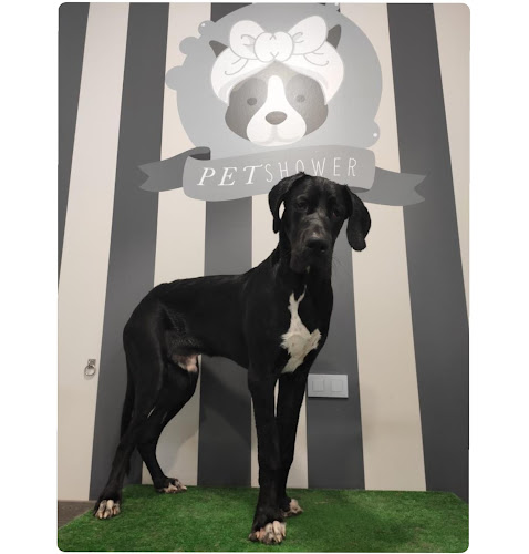 Pet Shower | Autolavado De Mascotas | Lava Tu Mismo A Tu Perro en Asturias