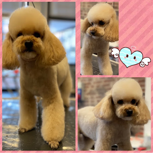 Pet Style Peluquería Canina en Santa Cruz De Tenerife