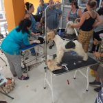 Petonpet – Peluquería Canina en Mungia