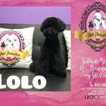 Petpeluches – Peluquería Canina en Santander