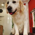 Petstyle House – Peluquería Canina en Oviedo