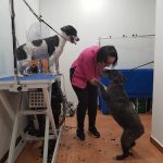 Píccolo Peluquería Canina – Peluquería Canina en Cabezón De La Sal
