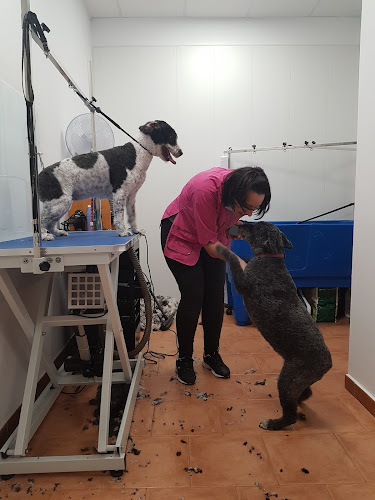 Píccolo Peluquería Canina en Cantabria