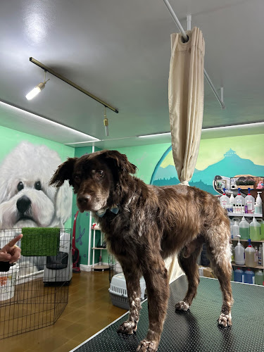 Pichichinos Peluquería Canina en Lugo