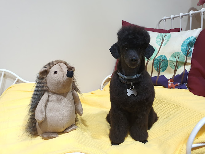 Pichichus: Peluqueria Canina En Mallorca en Balearic Islands