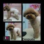 Pili&Mili Estilistas Caninos – Peluquería Canina en Santander