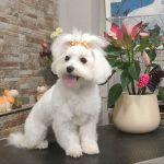 Pito De Oro – Peluquería Canina en El Arenal