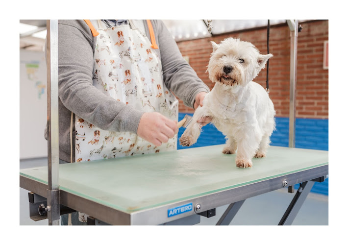 Pluto - Peluqueria Canina Y Felina en Cantabria