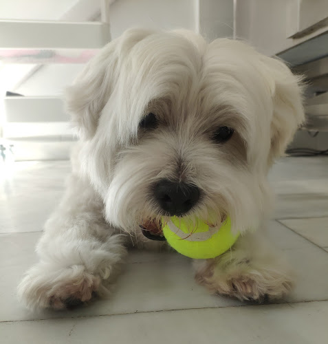 Polar Peluquería Canina en Madrid